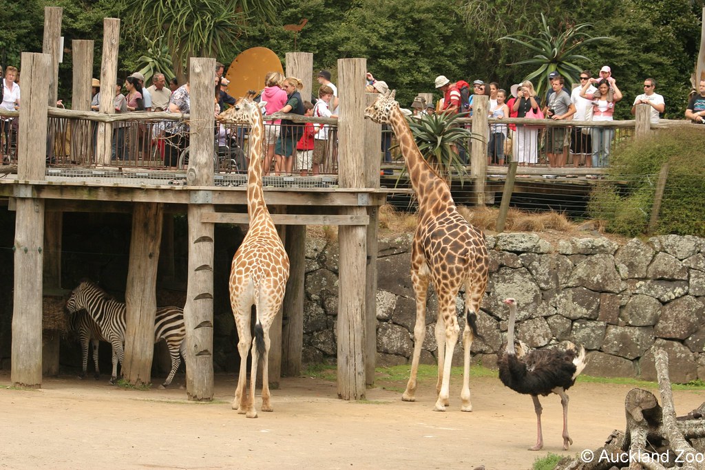 Auckland Zoo 